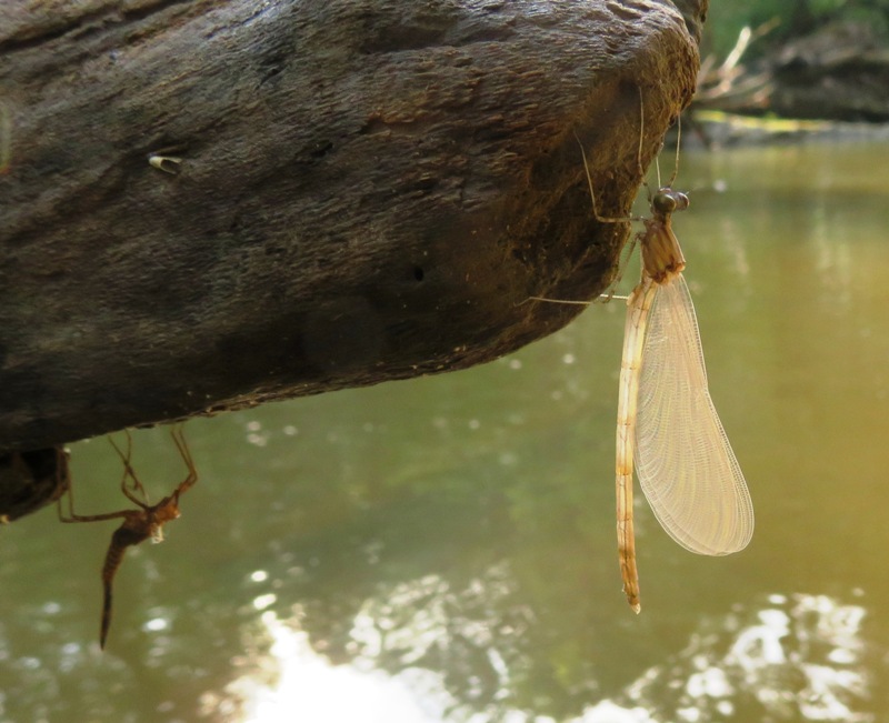 Recently emerged adult damselfly with its exuvia in the background