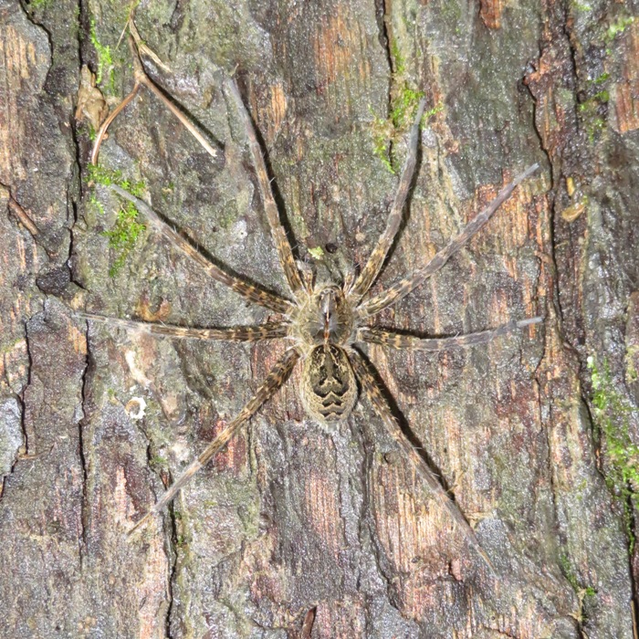 Overhead view of fishing spider on log