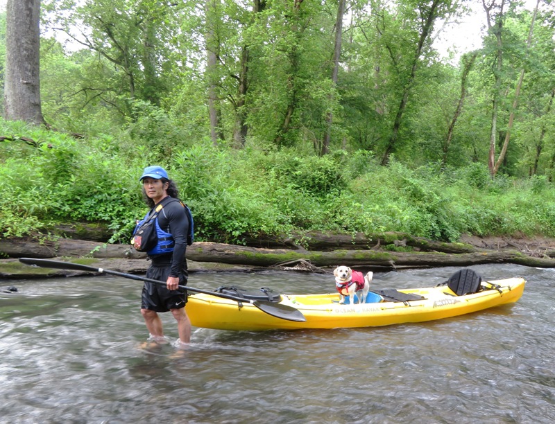 Me pulling the kayak upstream with Daphne standing on it