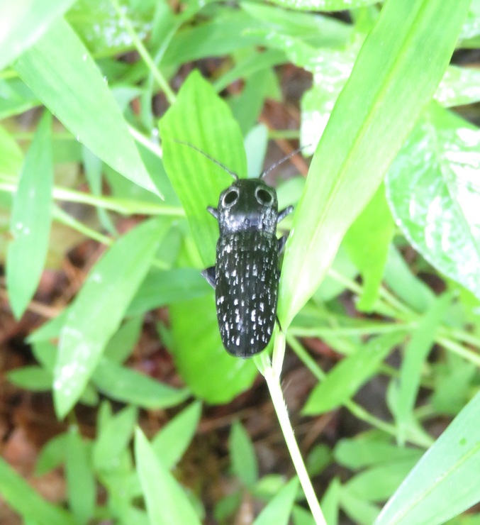 Eastern eyed click beetle