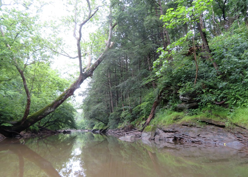 Very natural and scenic downstream view showing rocks and a variety of vegetation