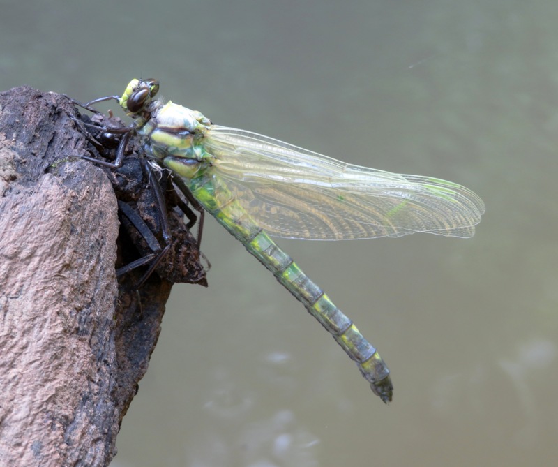 Green dragonfly with wings tucked back, standing on its exuvia