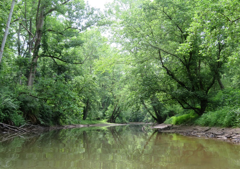 Wooded downstream view without downfalls