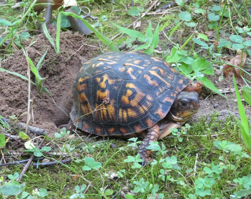 Box turtle laying eggs