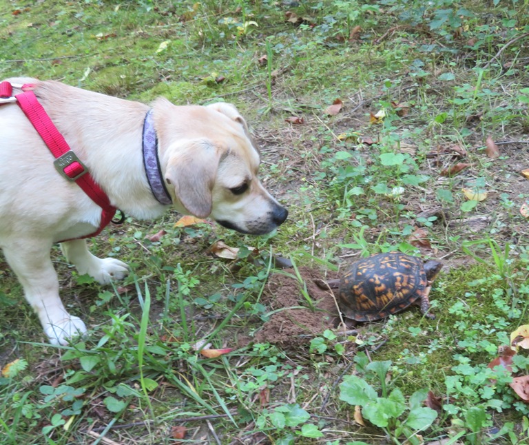 Daphne watching box turtle