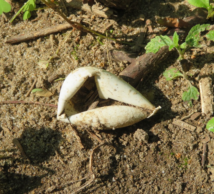 Likely turtle egg shell