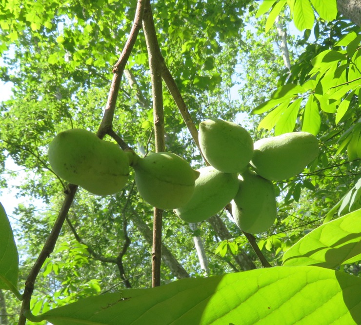 Paw paw fruit in tree