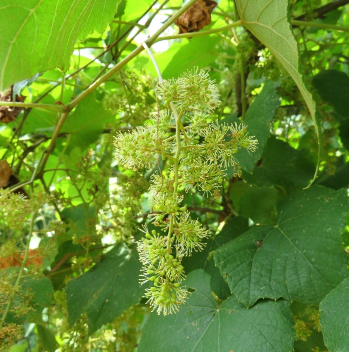Wild grape plant with no visible grapes