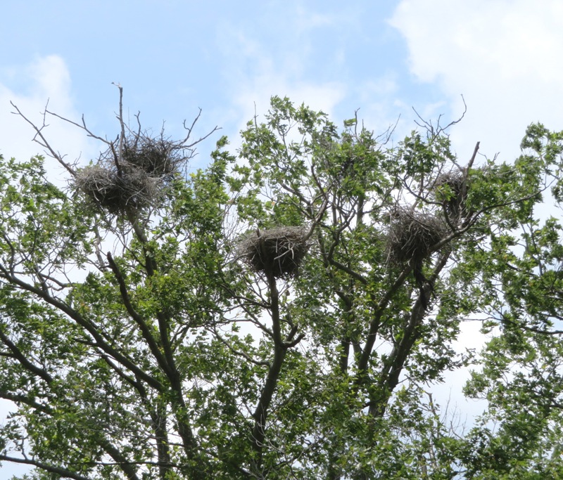 Empty great blue heron nests