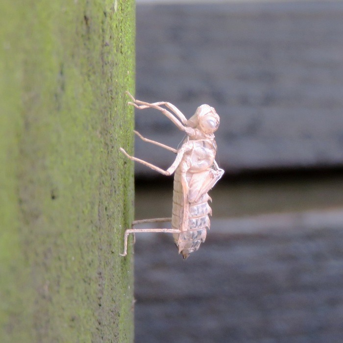 Dragonfly nymph exuvia