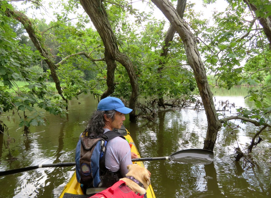 Me on kayak with fallen tree in front