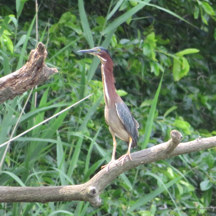 Green heron stretching its neck