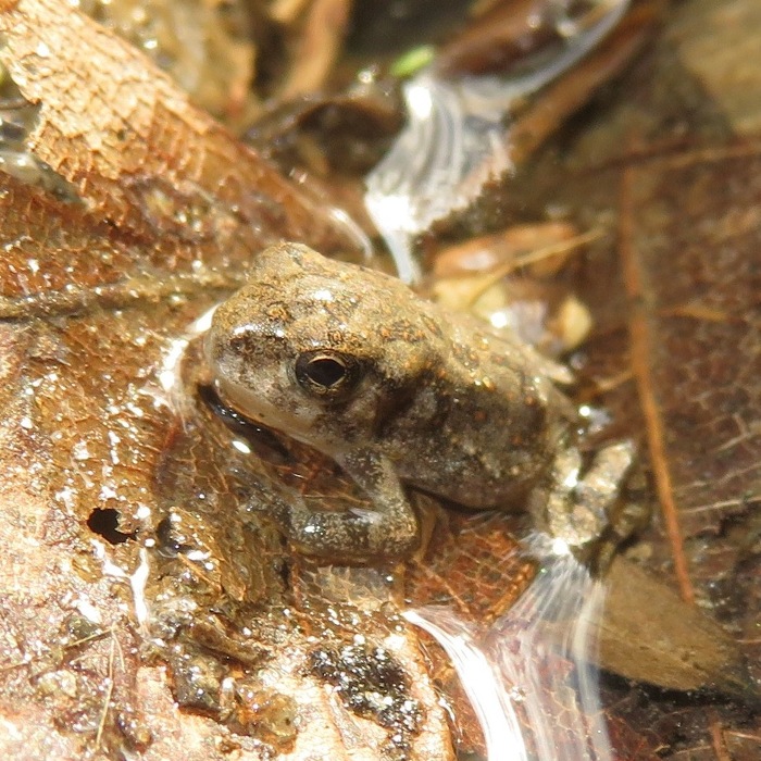 Miniscule frog