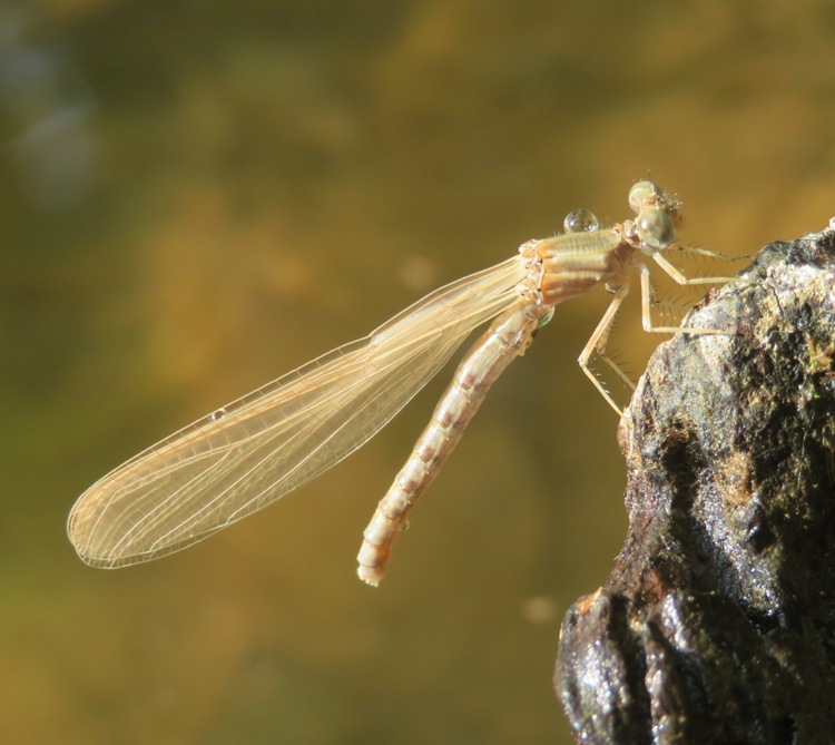 Almost white damselfly with water droplot on its back