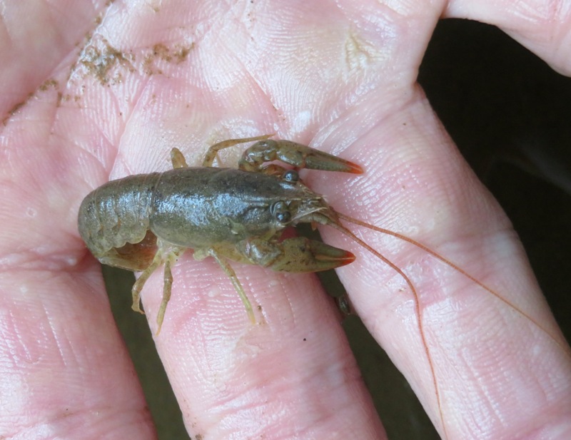 Crayfish on my hand