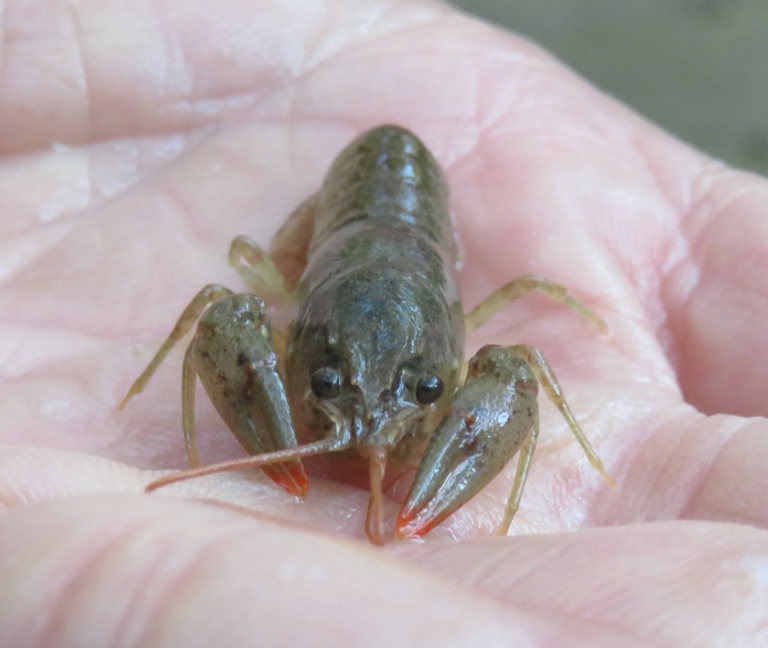Head-on view of crayfish