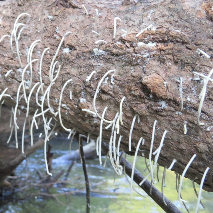 White frass hanging from log