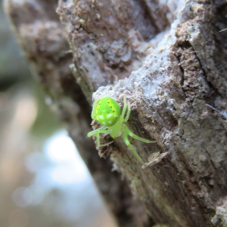 Red-spotted Orb-weaver