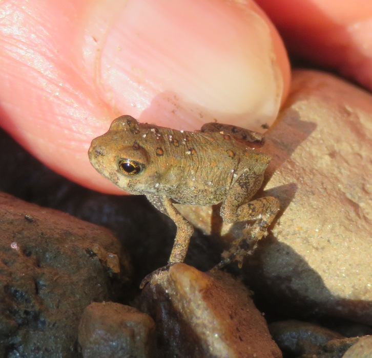Very small American toad