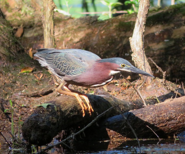 Green heron on log, ready to spring forward