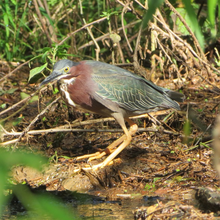 Green heron standing on muddy shore
