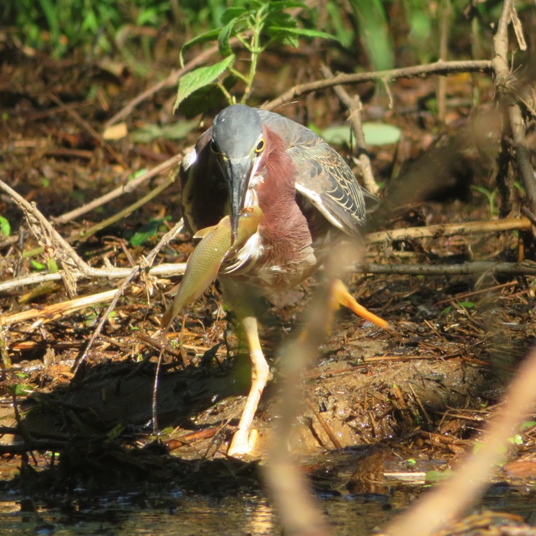 Green heron with fish in mouth