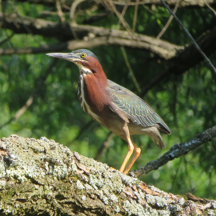 Green heron standing on log