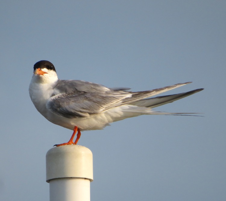 Almost frontal view of the face of a Forster's Tern perched on a PVC pipe