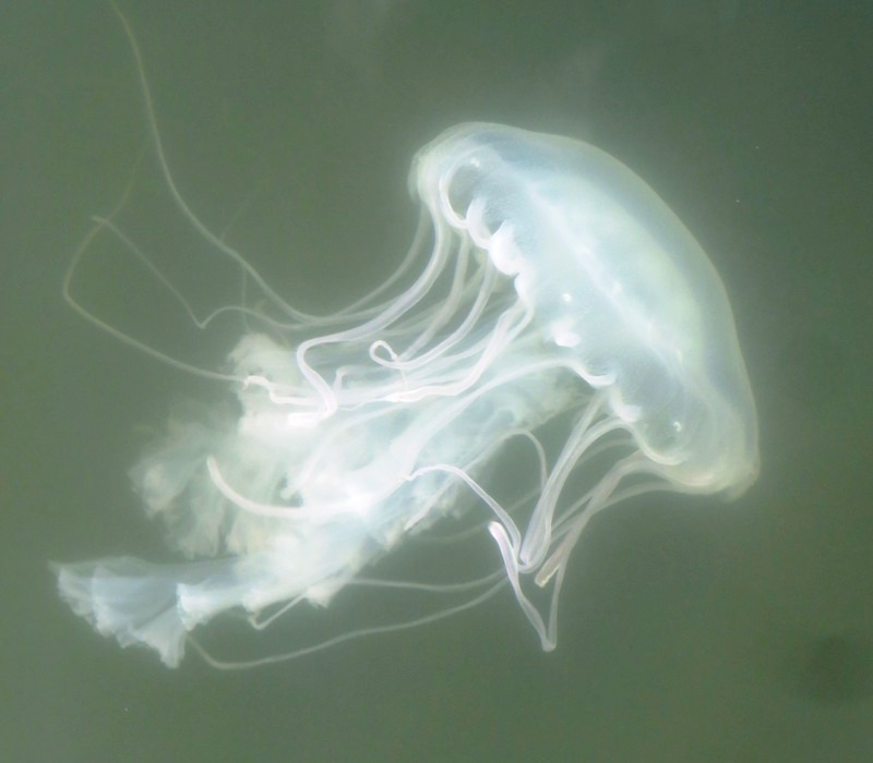 Sea nettle in the water