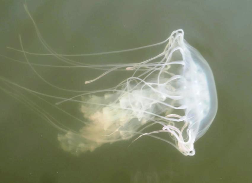 Another view of a sea nettle