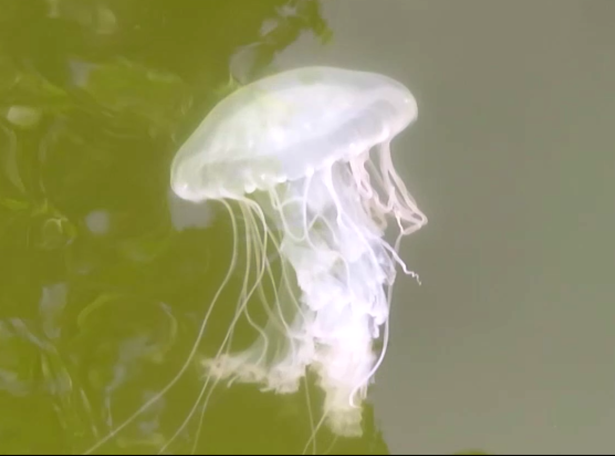 Jellyfish swimming