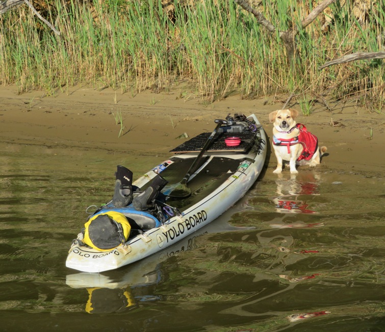 Daphne on shore next to the SUP