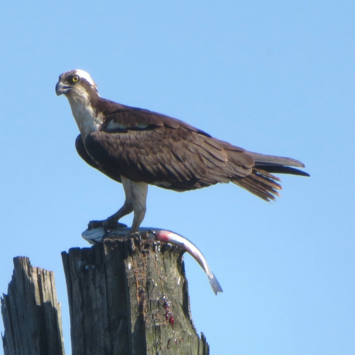 Osprey with fish