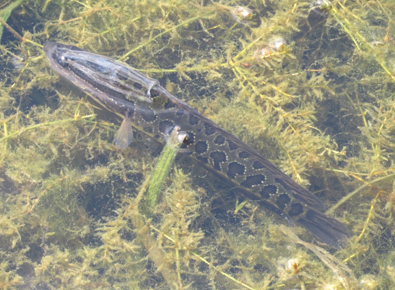 Snakehead fish in water