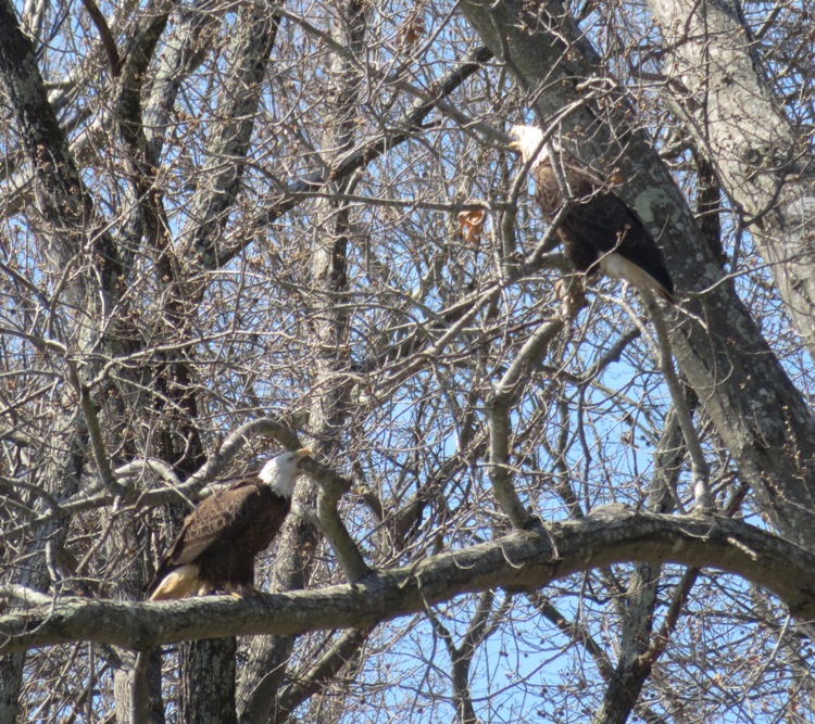 Eagles squawking like an old married couple
