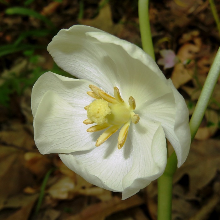 Mayapple flower