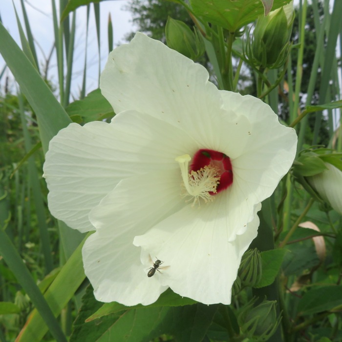 Large, white swamp rose mallow