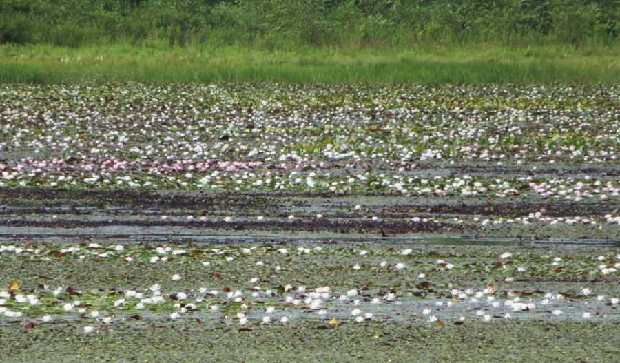 Acres of water lilies