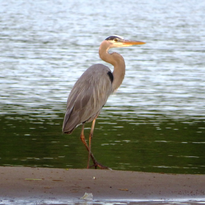Great blue heron standing