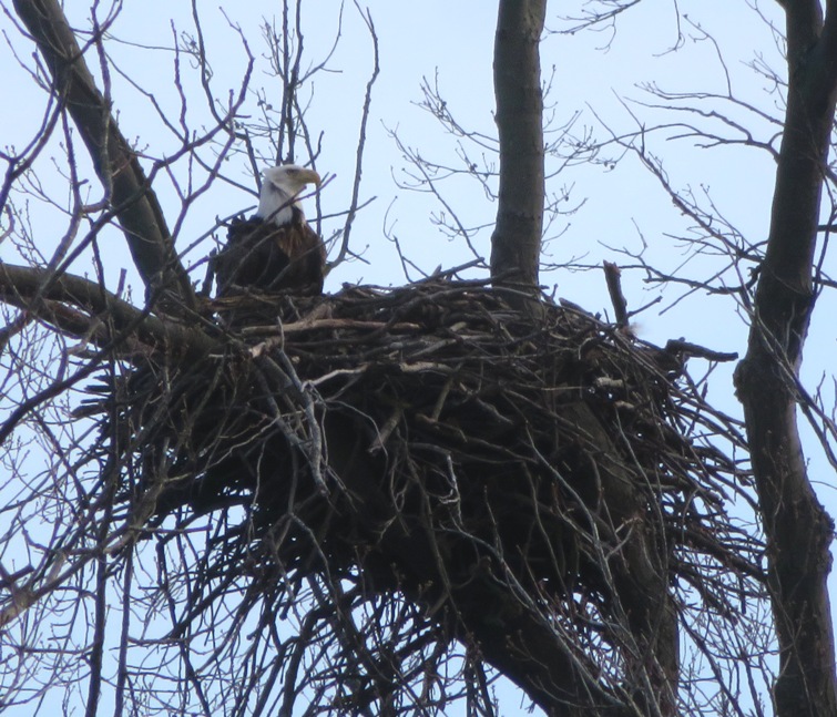 Bald eagle in nest