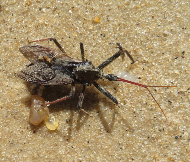 Top view of wheel bug