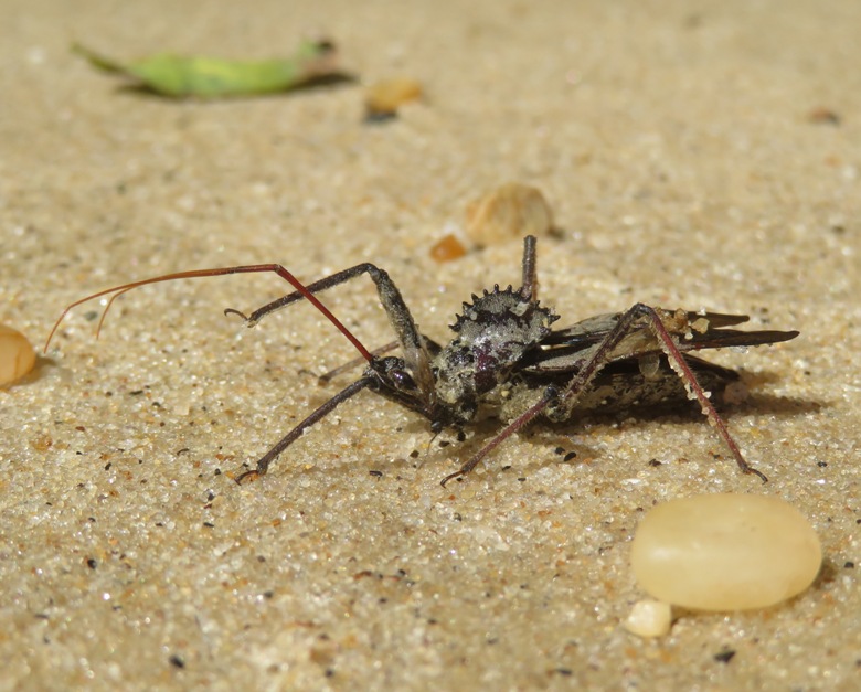 Profile of wheel bug
