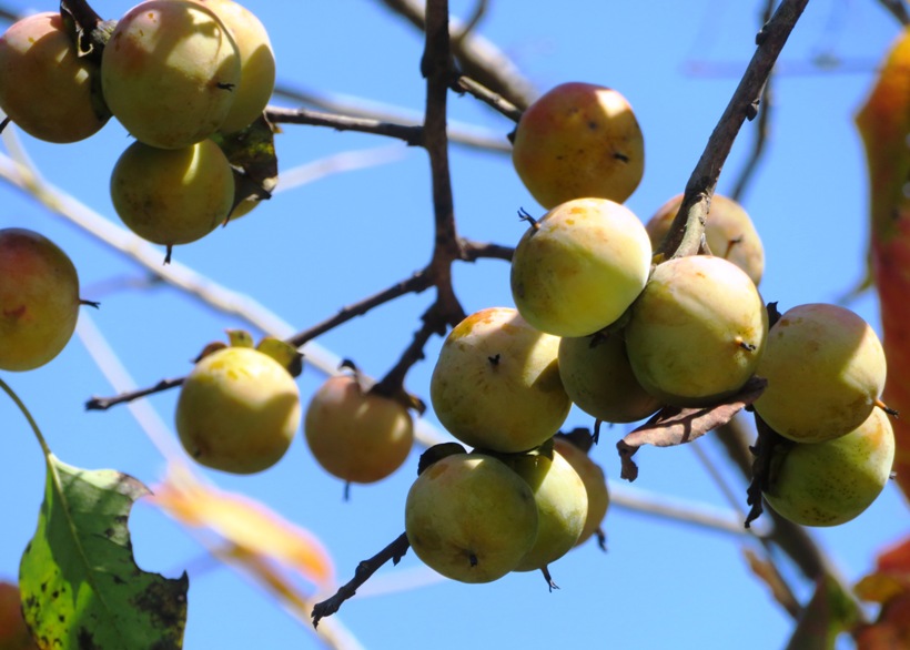 Persimmon fruit
