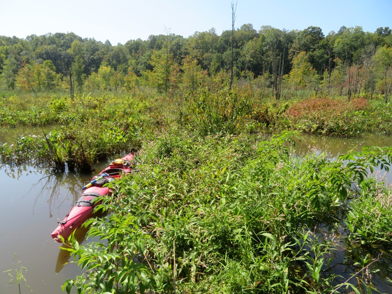 Vegetation growing on beaver dam with my kayak on one side