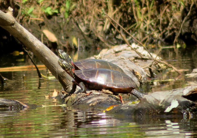 Two turtles on a log
