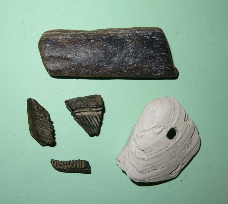 Pieces of ray dental palate, a shell with a hole, and petrified wood