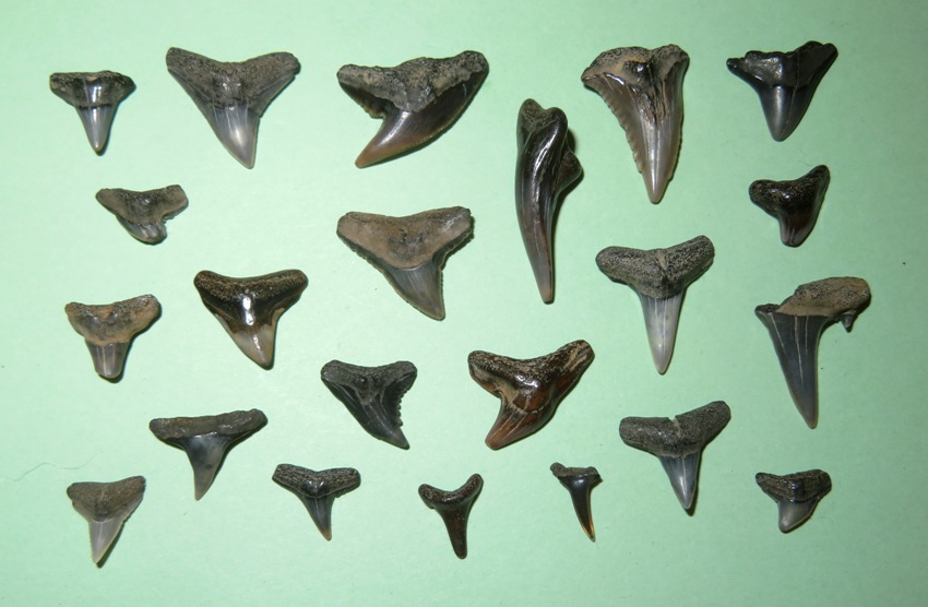 22 shark teeth