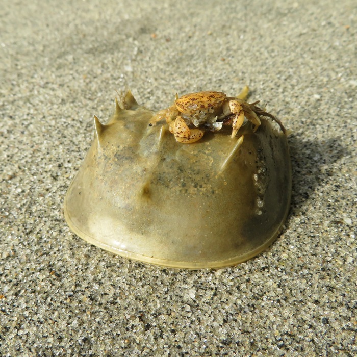 Small crab on top of horseshoe crab