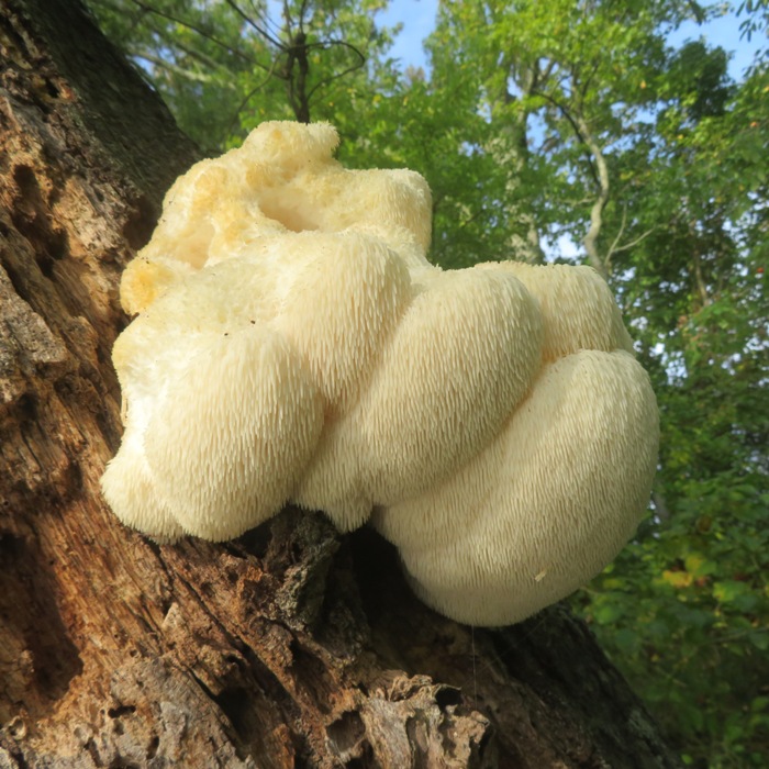 Lion's mane mushroom