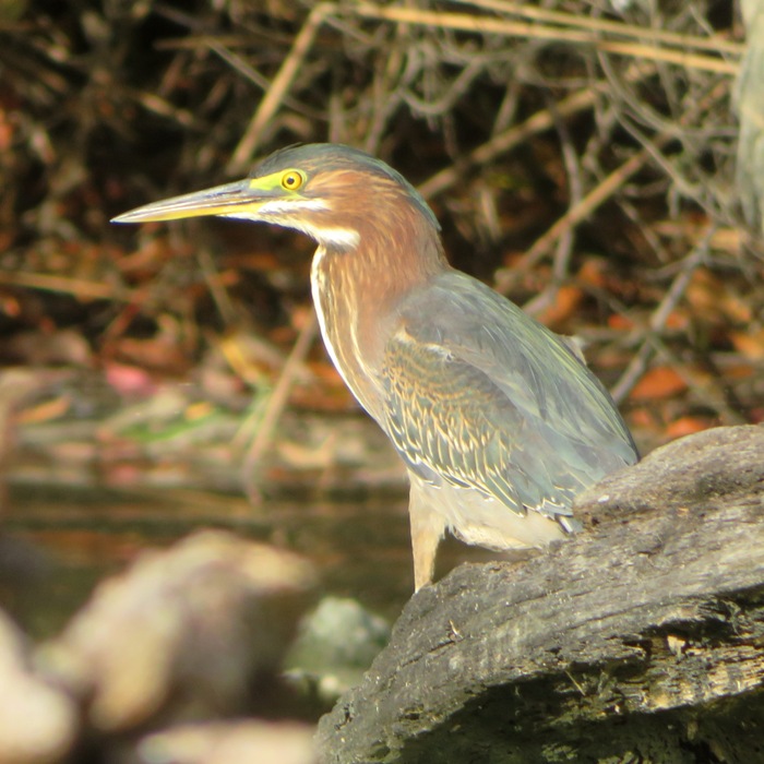 Close-up of green heron
